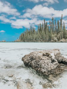 piscine naturelle au milieu des pins
