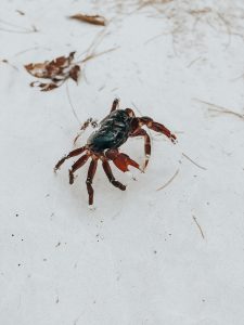 Crabe dans le sable blanc