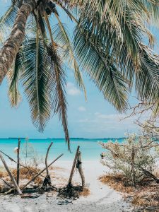 Plage et palmier