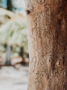 Gravure sur arbre