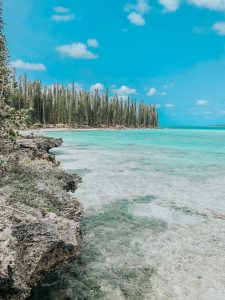 piscine naturelle au milieu des pins