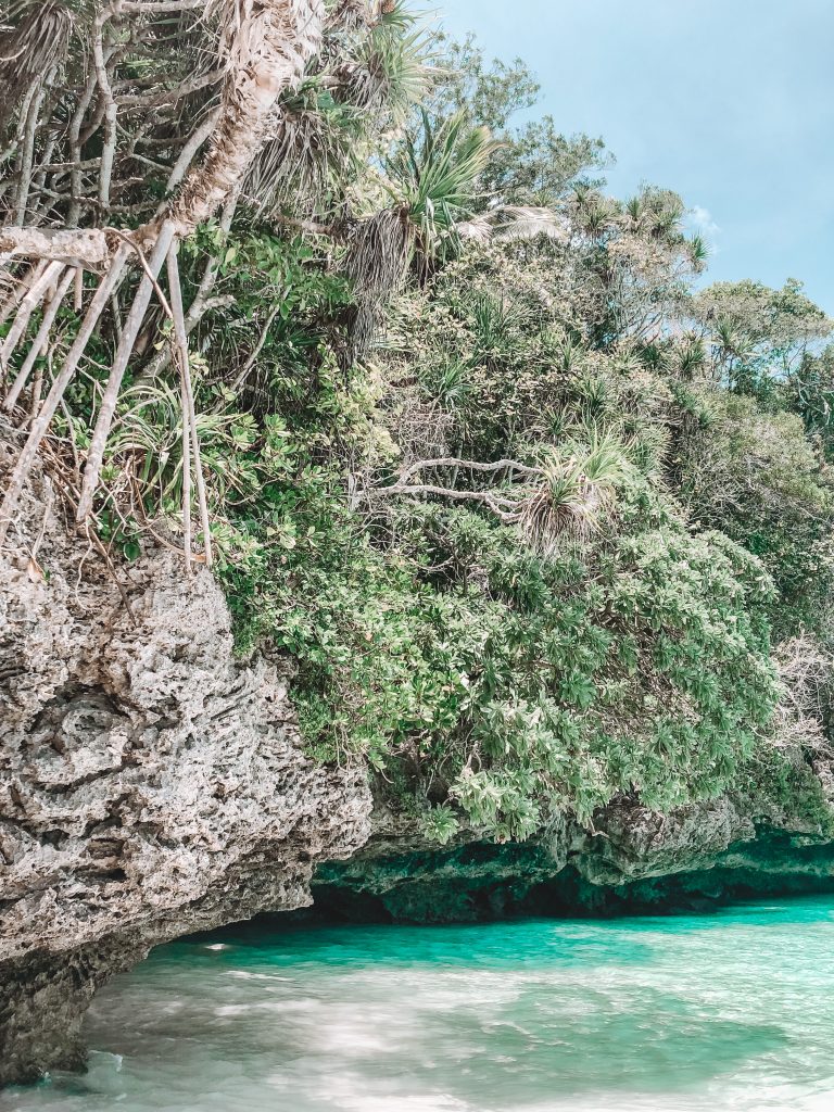 Falaises avec de nombreux arbres suspendus au dessus de la mer