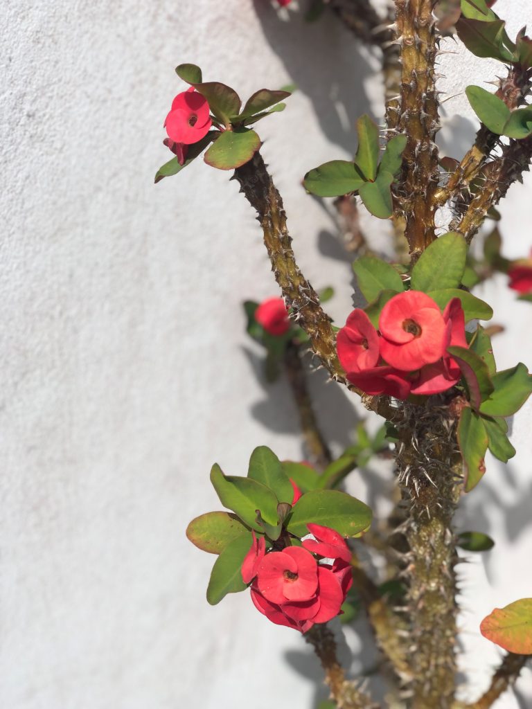 Fleurs grimpantes lifou