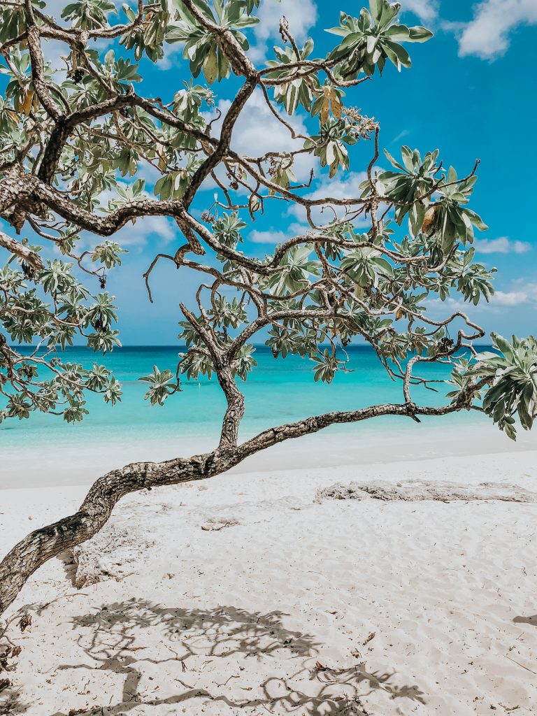 Rare arbre sur le plage de PENG avec au fond une mer aux eaux turquoises, île de lifou