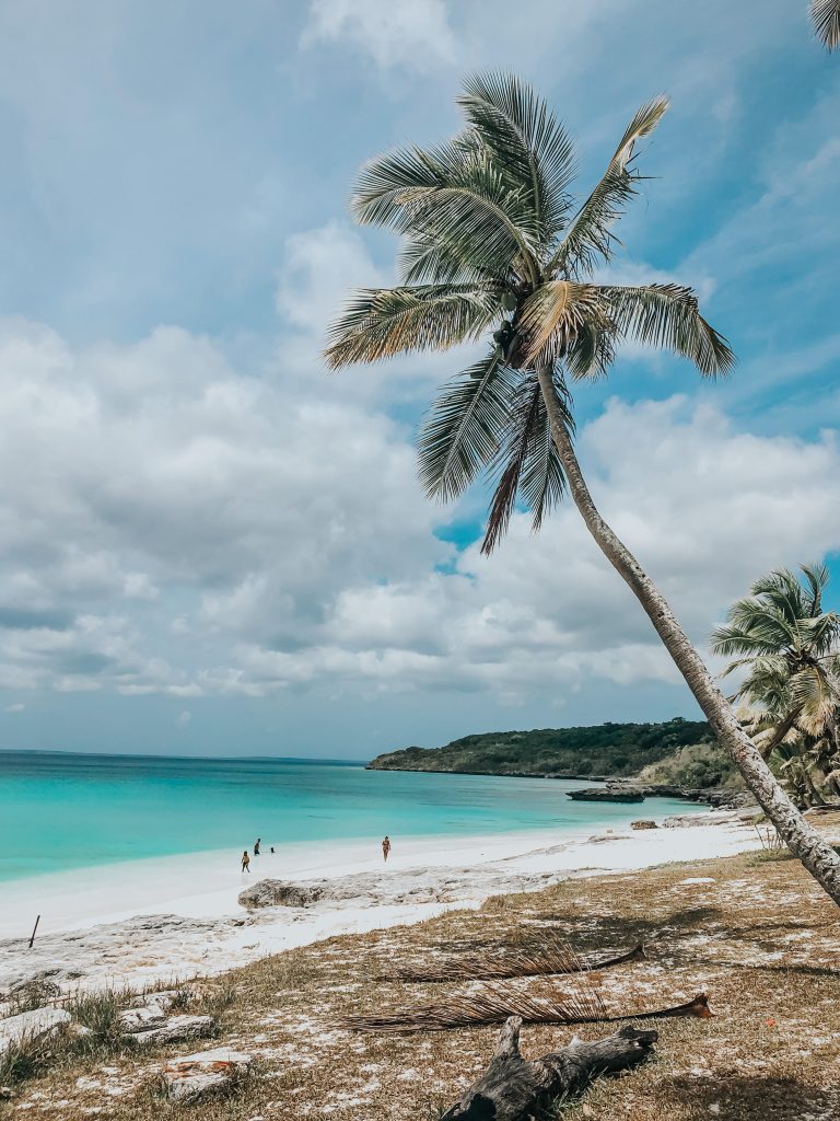 Cocotiers le long de la plage de Lifou