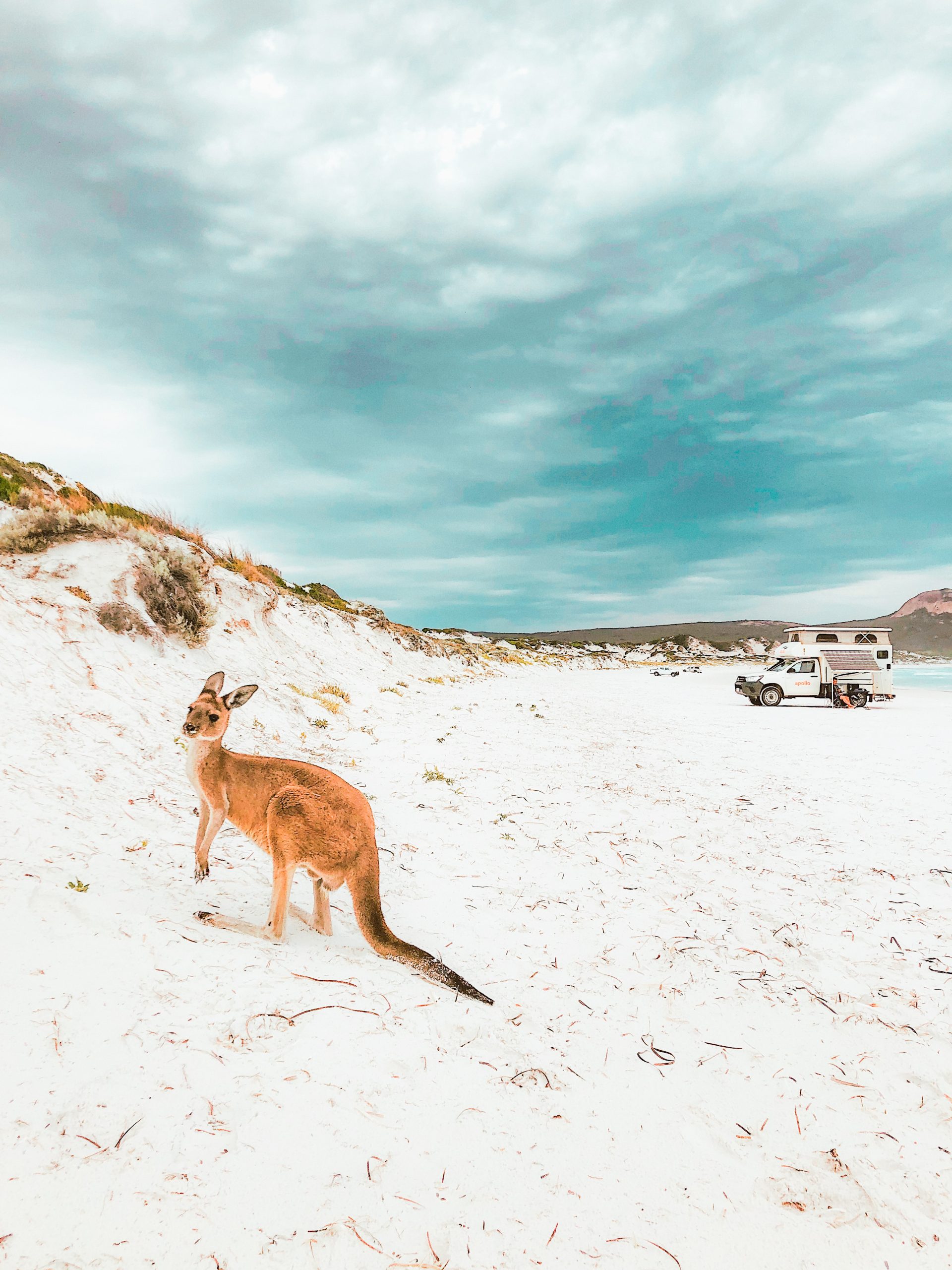 Kangourous sauvages sur la plage de lucky bay esperance, australie