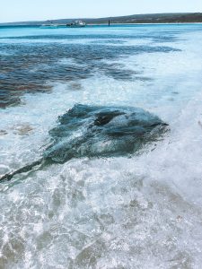 Hamelin Pool, Côte ouest, australie, raie